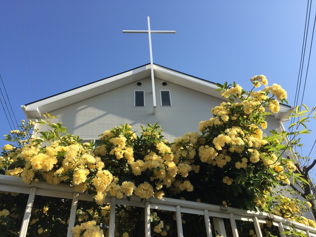 厚木教会さんの この一枚「教会ガーデンの木香薔薇」