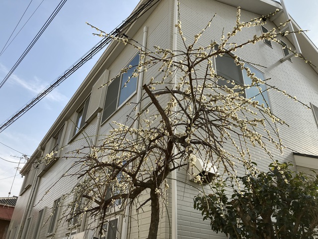 厚木教会さんの この一枚「3/19枝垂れ梅が今年も咲きました！」