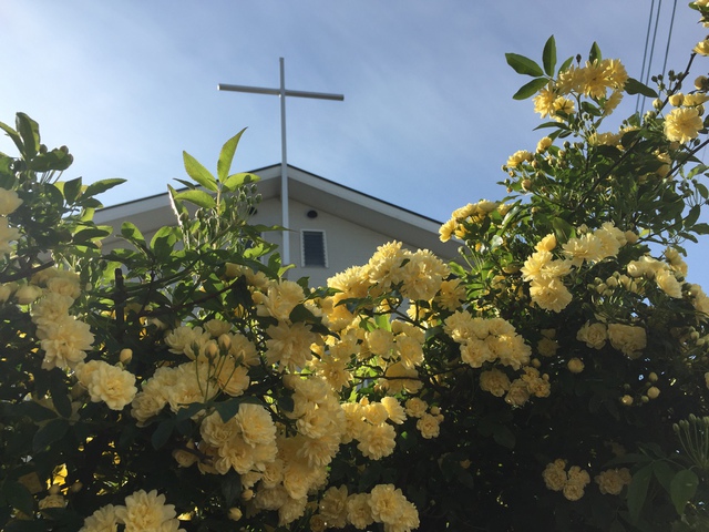 厚木教会さんの この一枚「教会ガーデンの木香薔薇」