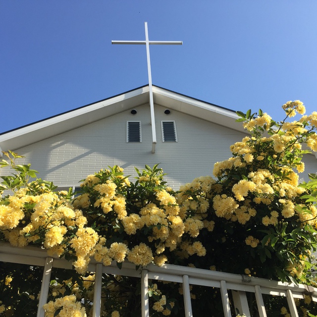 教会ガーデンの木香薔薇