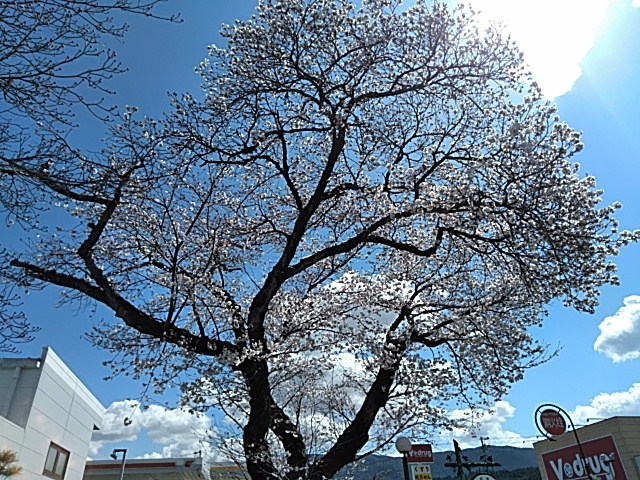 D.Dさんの この一枚「教会の桜が咲きました。」