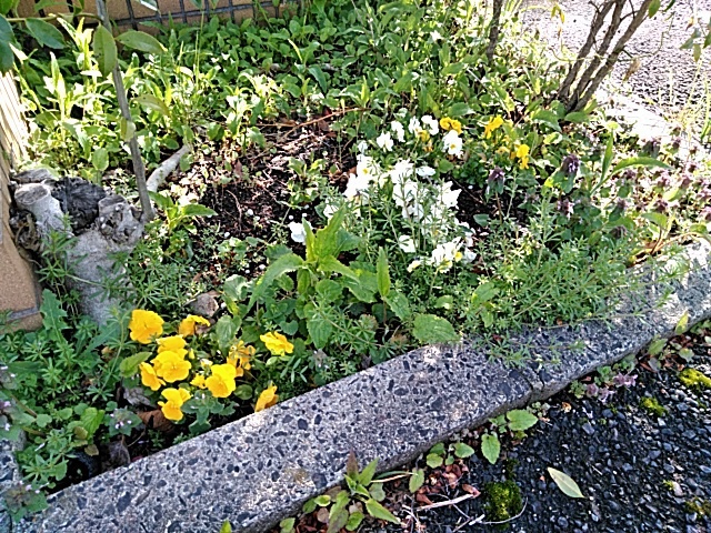 D.Dさんの この一枚「今年も花壇の花がきれいに咲きました。」