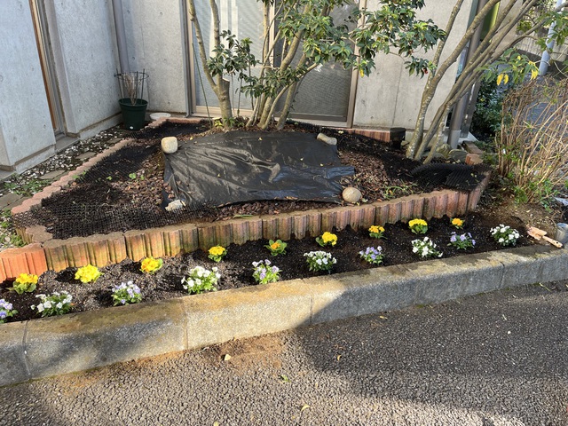 すーさんさんの この一枚「ジュリアンとビオラのそよご花壇です。秋からの楽しいお花たちです。」