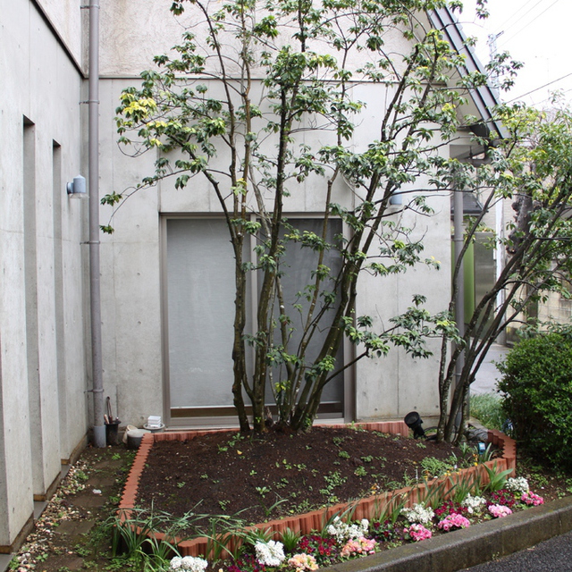 教会の玄関は、そよごの木とお花の花壇が、皆様をお待ちしております。