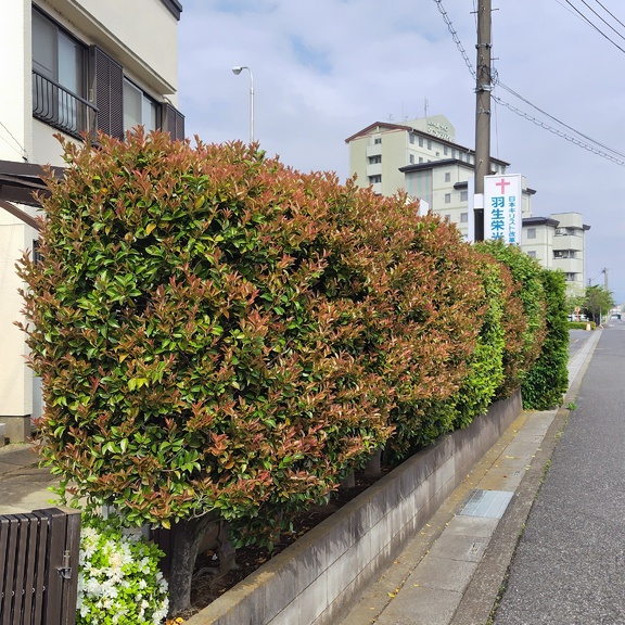 ビフォアー