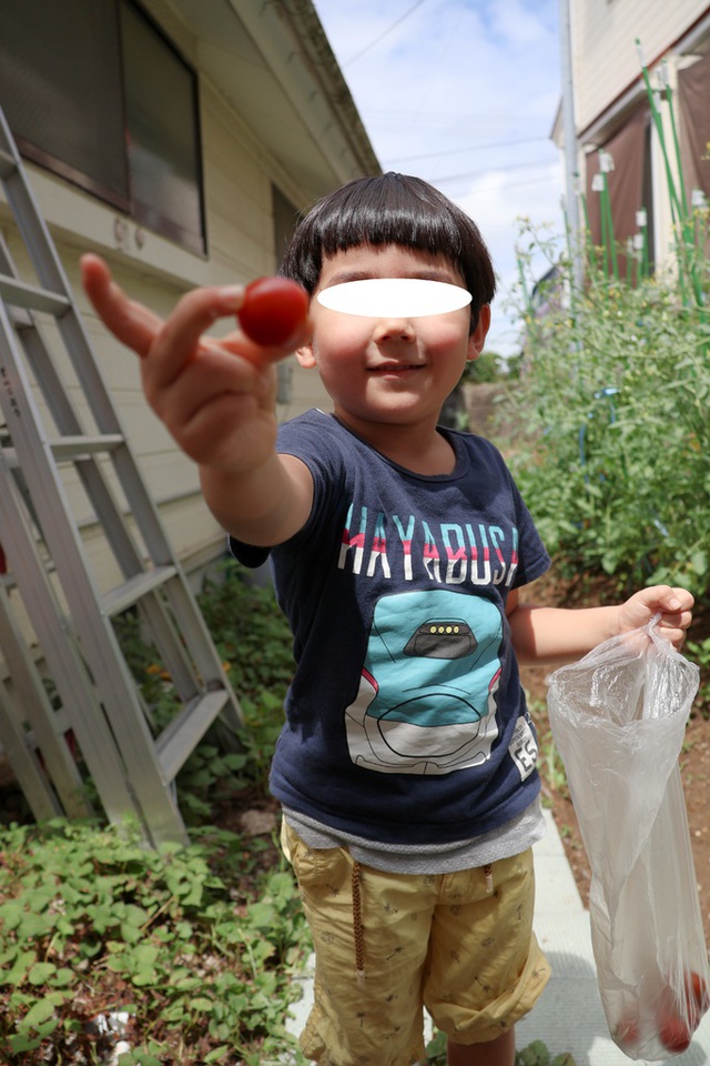Junさんの この一枚「ミニトマト収穫」