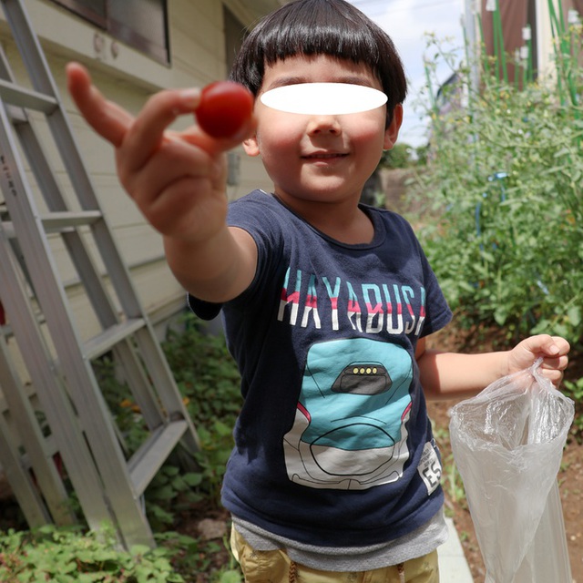 ミニトマト収穫