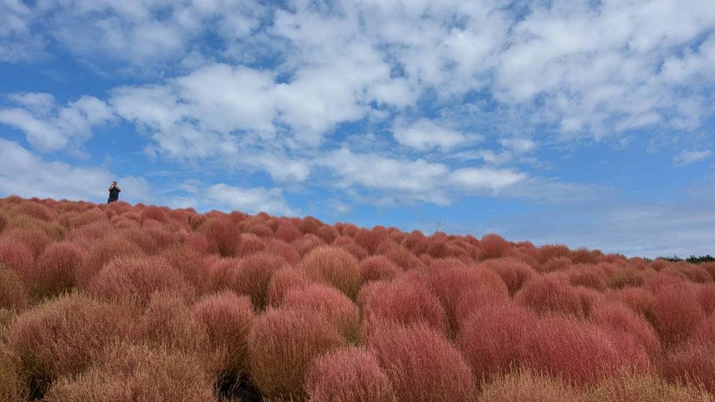 ひたちなか教会さんの この一枚「教会に来る際は、是非ひたちなか海浜公園にもお出かけください。<br>秋めいて、コキアの季節になってまいりました。気持ち良い季節です。」