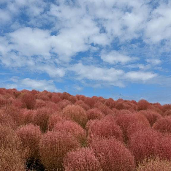 教会に来る際は、是非ひたちなか海浜公園にもお出かけください。
秋めいて、コキアの季節になってまいりました。気持ち良い季節です。
