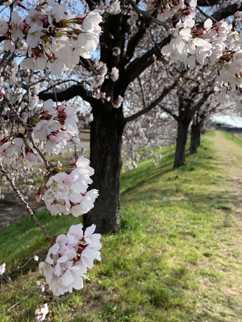 2019年4月14日(日) 日曜礼拝「神の御子のへりくだり」