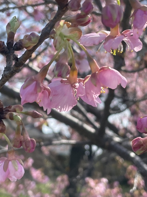 2022年3月13日(日) 日曜礼拝「「何をしているのかわからない」