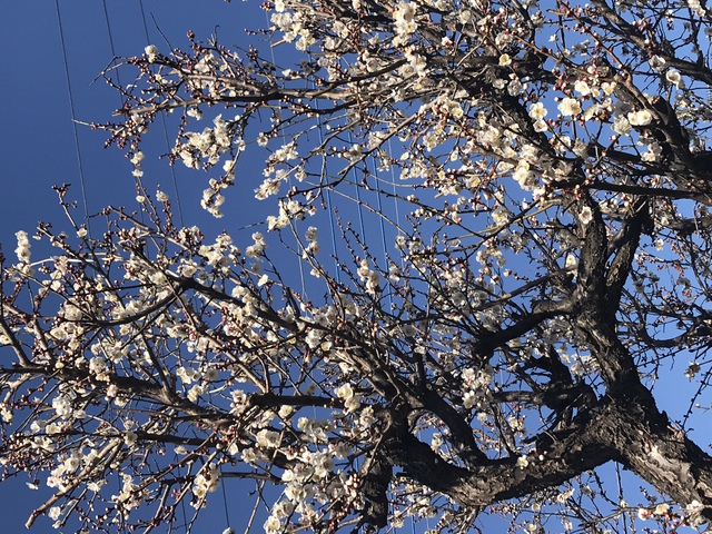 2019年3月10日(日) 日曜礼拝「一致を保つように」