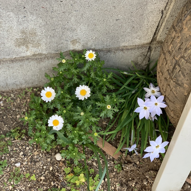 会堂の前庭、隅っこにいつの間にか芽を出して、咲いてくれました。健気で可愛い！