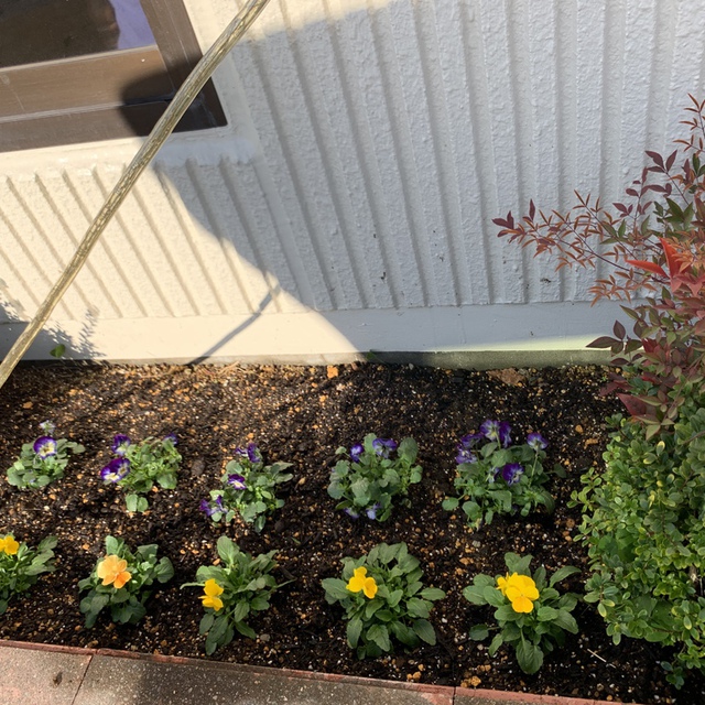 花壇の植え替えをしました。
前列が黄色いビオラ、2列目は紫のビオラです。お日様の光をたくさん受けてきれいな花を咲かせてほしいです。1番奥にはチューリップの球根を植えました。芽が出るのが楽しみです。