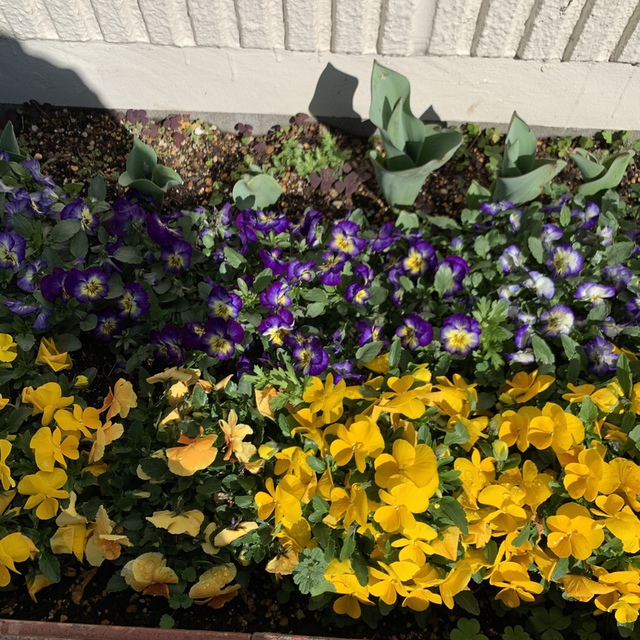 花壇のビオラが咲き誇っています。チューリップの芽も一雨ごとに大きくなっています。