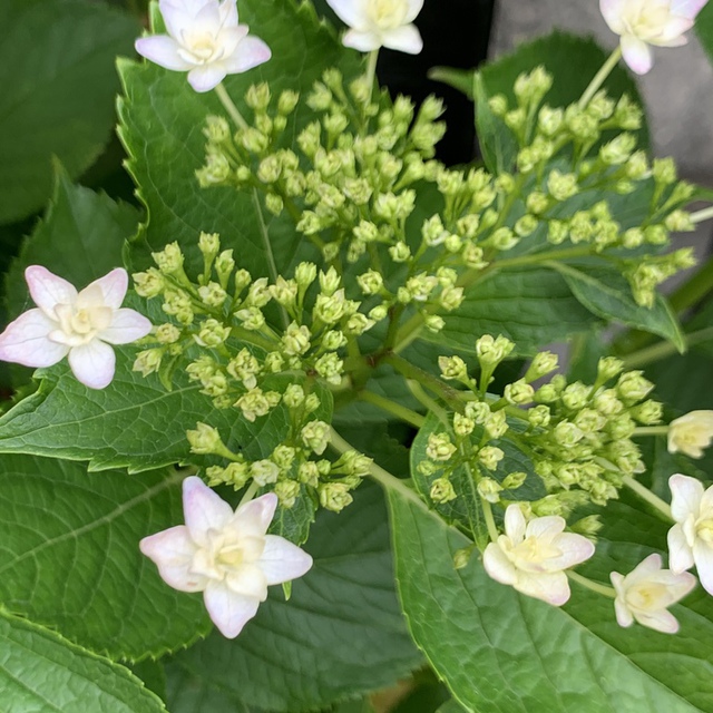 そろそろ紫陽花の季節。
「隅田の花火」素敵な名前の紫陽花。