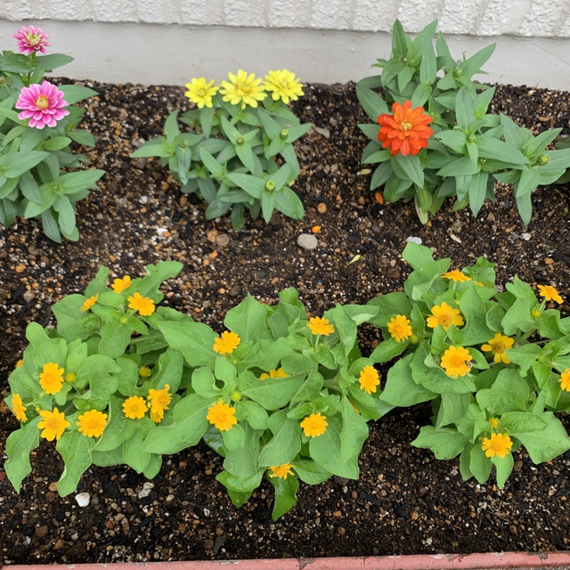 花壇が夏のお花になりました