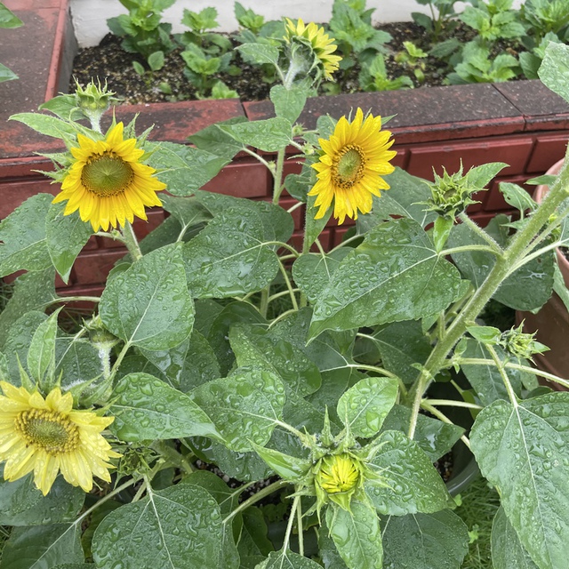 花壇のミニひまわり。
梅雨空でも頑張って咲き始めました。