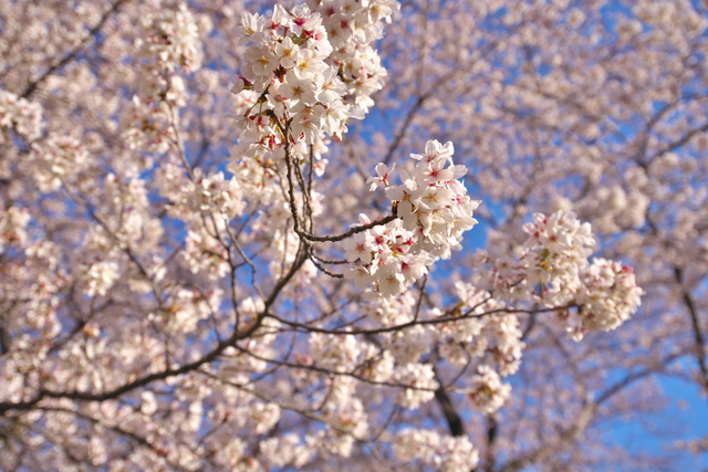 2019年4月28日(日) 日曜礼拝「主の名をみだりに唱えてはならない」