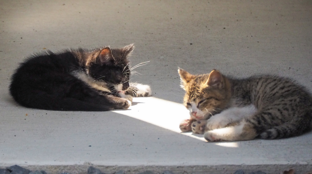 Guchiさんの この一枚「教会の近くのお宅の駐車場で、子猫が日向ぼっこをしていました。<br>気持ちよさそう・・・<br>イエス様も、あなたの心と体を柔らかい日差しのように、芯から休ませてくださる方です。」
