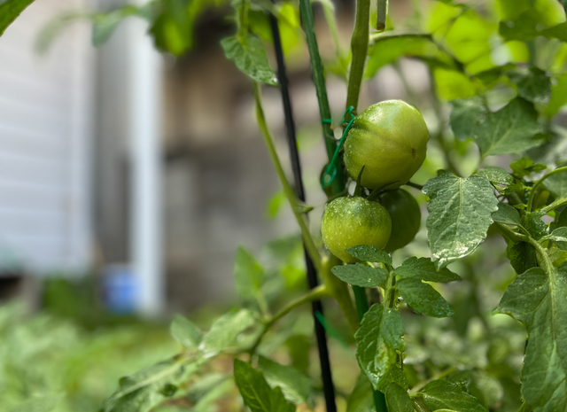 Guchiさんの この一枚「主は必ず良いものをお与えになり／わたしたちの地は実りをもたらします。( 聖書　詩編85:13)<br>教会の子供たちが収穫体験できたらいいな～と、4畳半ほどの教会の庭にトマトを植えました。小さかった実は一雨ごとに大きくなり、赤くなるのももうすぐのようです。私はミニトマトを植えたつもりなのですが、なぜがサイズは、ミニトマトをはるかに超え・・・(笑)。なぜだろう？？<br>詩編85編のとおりだな・・・、まだ緑のトマトを見ながら、主の御業を思いめぐらしています。」