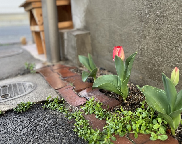 Guchiさんの この一枚「明くる日、モーセが掟の幕屋に入って行き、見ると、レビの家のアロンの杖が芽を吹き、つぼみを付け、花を咲かせ、アーモンドの実を結んでいた。(聖書　民数記17:23)<br><br>教会の駐車場の隙間に植えたチューリップがいよいよ咲きそうです。いよいよ春ですね。<br>これから次々と咲いていくチューリップが教会に来てくださる方、前を通る方の目を和ませてくれますように。<br><br>週の半ばの世界中の祈りの時が祝されますように<br>涙が止まらない人を主が主の尽きない慰めで満たしてくださいますように」