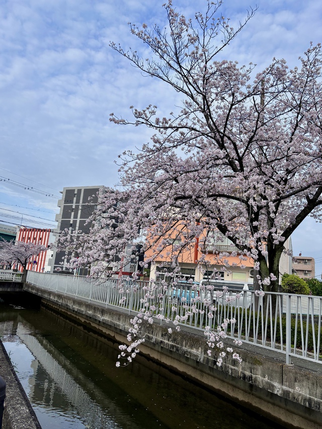 guchiさんの この一枚「イエス・キリストは、きのうも今日も、また永遠に変わることのない方です。（聖書　ヘブル13:8)<br><br>今朝の朝のチラシ配りは、半分、満開になった桜をたくさん堪能できるチラシ配りとなりました。感謝～。<br>朝の部活が始まったのでしょうか、学生さんたちが、楽しそうに自転車をこいでいきました。今日の、明日も、永遠に変わらいイエスが、出会ってくださいますように・・・<br><br>寒暖差の厳しい季節、体調をくずしている方が多くいます。回復が守られますように。<br>悲しみの中にある方に、主の尽きない癒しがありますように。」