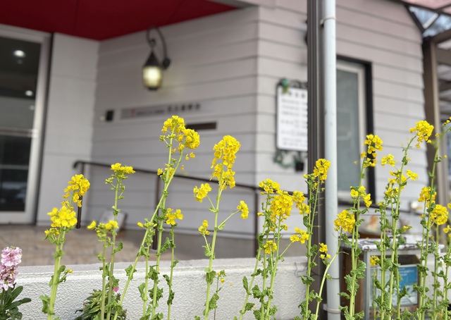 guchiさんの この一枚「彼らは主の家に植えられ私たちの神の大庭で花を咲かせます。彼らは年老いてもなお実を実らせ青々と生い茂ります。（詩編92:13-14　新改訳）<br><br>菜の花が満開になりました。教会の前を通る方も足をとめ、小さな春を楽しんでおられるようです。菜の花を咲かせてくださる主に感謝いたします。<br><br>週末のみなさまの歩みを主が豊かに祝福してくださいますように。」