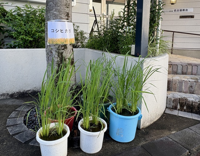 guchiさんの この一枚「あなたは地に臨んで水を与え／豊かさを加えられます。神の水路は水をたたえ、地は穀物を備えます。（聖書　詩編65:10-11)<br><br>散歩中の方から、教会の前に置いた稲の品種は何ですかと聞かれる機会が何度かあり、コメの銘柄を表示。豊かな主の恵みを証しする道具としてますます用いてくださいますように。<br><br>猛暑の日々が始まりました。主が与えてくださった今日一日のみなさまの歩みが豊かに祝福されますように」