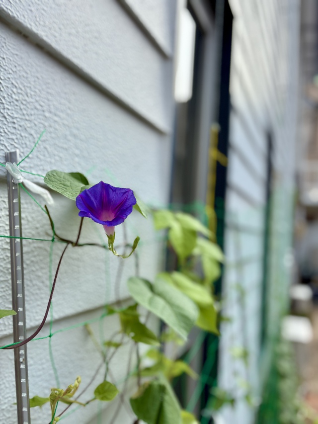 guchiさんの この一枚「主の慈しみは決して絶えない。主の憐れみは決して尽きない。それは朝ごとに新たになる。（聖書　哀歌3:22-23)<br><br>このところの猛暑でびっくりしたのでしょうか、朝顔が例年より早く咲きだしました。朝ごとに花開く朝顔を見ながら哀歌の御言葉を思い巡らしています。<br><br>週後半の皆様の歩みを主が堅く守り、主の日の礼拝へと導いてくださいますように。」