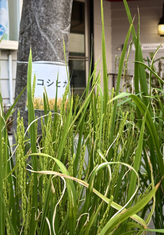 guchiさんの この一枚「荒れ野よ、荒れ地よ、喜び躍れ／砂漠よ、喜び、花を咲かせよ／野ばらの花を一面に咲かせよ。花を咲かせ／大いに喜んで、声をあげよ。（聖書　イザヤ35:1-2)<br>教会の玄関は、次々の稲の穂が育ち豊かな実を待つばかりになりました。主の御業に感謝！<br>依然酷暑の続くみなさまの歩みを主が堅く支えてくださいますように。」