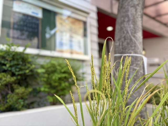 ぐちさんの この一枚「いちじくの木に花は咲かず/ぶどうの枝は実をつけず/オリーブは収穫の期待を裏切り/田畑は食物を生ぜず/羊はおりから断たれ/牛舎には牛がいなくなる。しかし、わたしは主によって喜び/わが救いの神のゆえに踊る。わたしの主なる神は、わが力。わたしの足を雌鹿のようにし/聖なる高台を歩ませられる。(聖書 ハバクク3:17-19)<br><br>実が入っていない穂が多い収穫となりそうです。しかし、多くのことに気づかせ、たくさんの方とお話できたこの数か月を与えてくださった主に感謝です。」