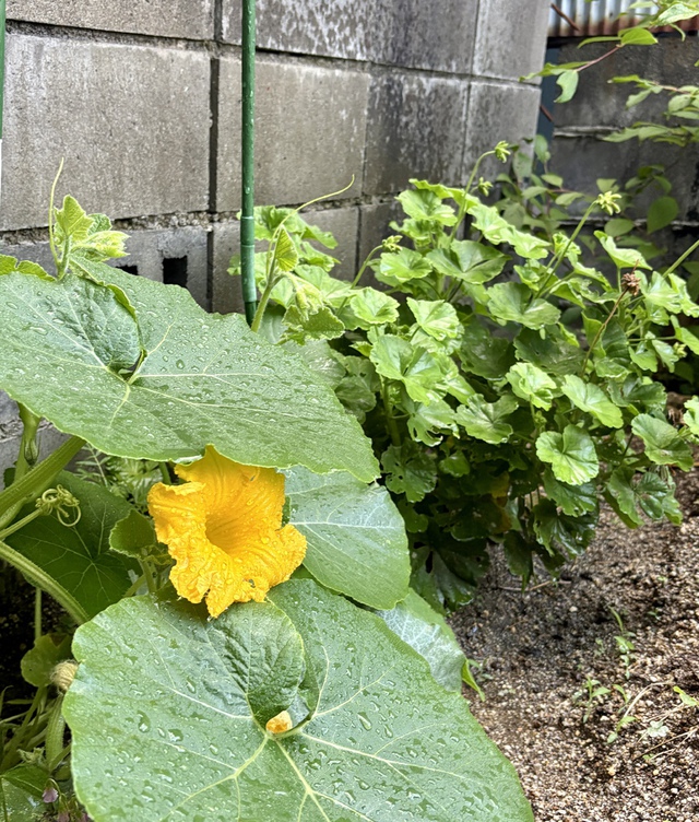 ぐちさんの この一枚「地におろしたその根が老い／幹が朽ちて、塵に返ろうとも、水気にあえば、また芽を吹き／苗木のように枝を張る（聖書　ヨブ14:8-9)。<br><br>教会の畑に肥料として埋めた生ごみにかぼちゃの種が混じっていたようです。大きな花を咲かせました。神様の造ったものって、すごいですね！」