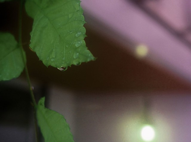 Guchiさんの この一枚「雨の朝です。教会の前に植えられている木の葉も、滴が絶え間なく落ちています。<br><br>****<br>「見よ、イスラエルを見守る方は／まどろむことなく、眠ることもない。 主はあなたを見守る方／あなたを覆う陰、あなたの右にいます方。」（聖書　詩編124：3-4）<br><br>今朝はこの御言葉に励まされて一日が始まりました。私は難しい本を開くと、5分で寝ちゃいます。困ったものです。」