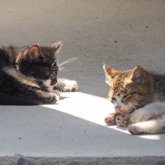 教会の近くのお宅の駐車場で、子猫が日向ぼっこをしていました。
気持ちよさそう・・・
イエス様も、あなたの心と体を柔らかい日差しのように、芯から休ませてくださる方です。