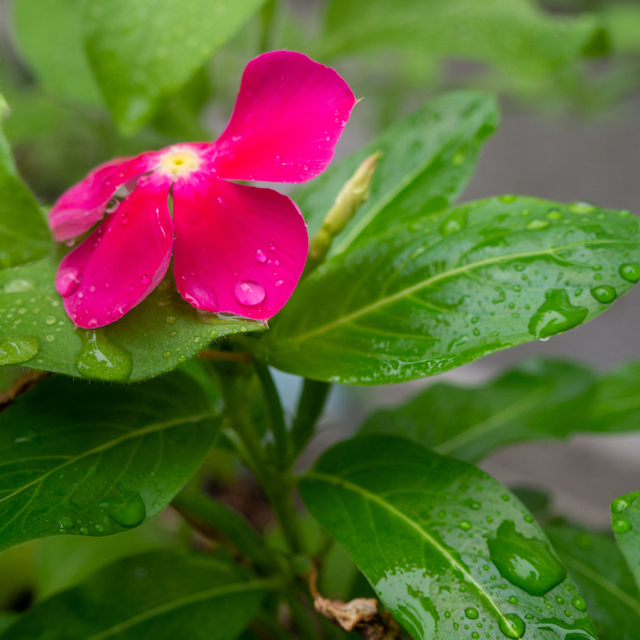 主は天を雲で覆い、大地のために雨を備え／山々に草を芽生えさせられる。(聖書　詩編147:8)
先週の猛暑から一転、今週は雨の日が続く週となっています。久々の雨で、教会の日々草も、緑が深く鮮やかになった感じがします。
台風が来ています。大きな被害になりませんように
今週のみなさまの歩みが守られますように
厳しい中を通過中のみなさまに主の守りがありますようお祈りしています。