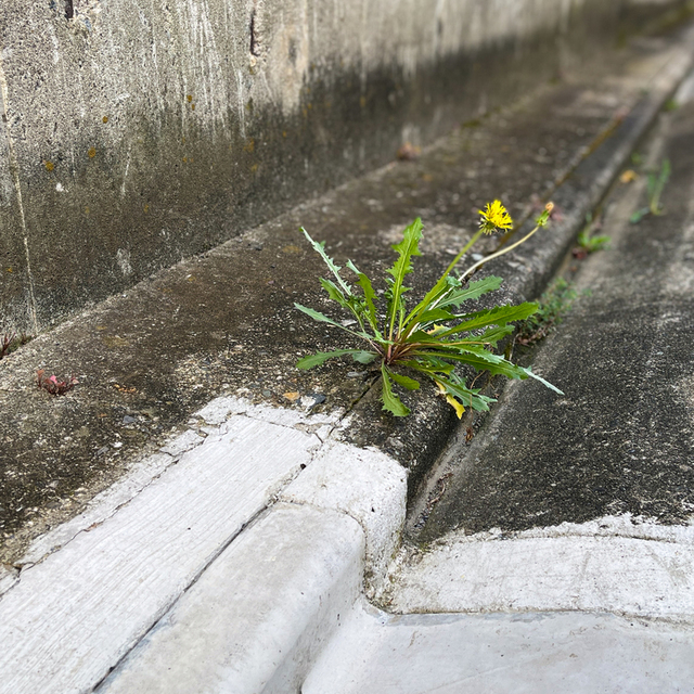 わたしの兄弟たち、いろいろな試練に出会うときは、この上ない喜びと思いなさい。( 聖書　ヤコブ1:2)

教会が面した道路の落ち葉拾いを頻繁にする季節になってきました。落ち葉拾いしながら、道路の側溝の本当に狭い隙間に、タンポポ？が咲いているのを発見しました。頑張れ！！思わず応援したくなりました。

何で俺はこんなとこに・・そうタンポポは自分の境遇を嘆いたかもしれません？？、しかし、主は、そんなタンポポをきれいに装ってくださいます。育ててくださいます。

台風が近づいてきました。名古屋も少し風が強くなっています。不安の中を過ごしている方を主が支えてくださいますように
苦しい中を通過中のみなさまを主がお守りくださいますように