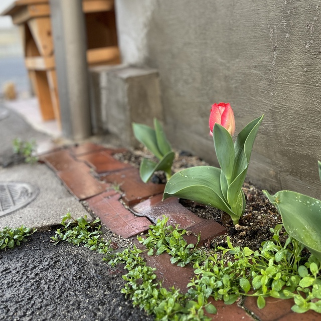 明くる日、モーセが掟の幕屋に入って行き、見ると、レビの家のアロンの杖が芽を吹き、つぼみを付け、花を咲かせ、アーモンドの実を結んでいた。(聖書　民数記17:23)

教会の駐車場の隙間に植えたチューリップがいよいよ咲きそうです。いよいよ春ですね。
これから次々と咲いていくチューリップが教会に来てくださる方、前を通る方の目を和ませてくれますように。

週の半ばの世界中の祈りの時が祝されますように
涙が止まらない人を主が主の尽きない慰めで満たしてくださいますように