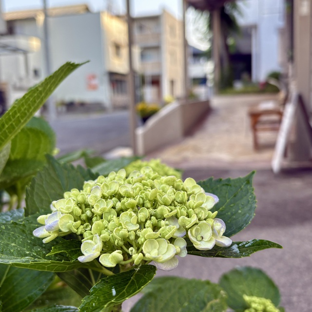 今日は生えていて、明日は炉に投げ込まれる野の草でさえ、神はこのように装ってくださる。（マタイ6:30)

教会のアジサイが、今か今かと咲くのを待っています。主がアジサイを用いて、教会の前の通る方々の心を癒してくださいますように。

今日は梅雨どころか、夏のような暑さになりそうです。皆様の健康が守られますように。