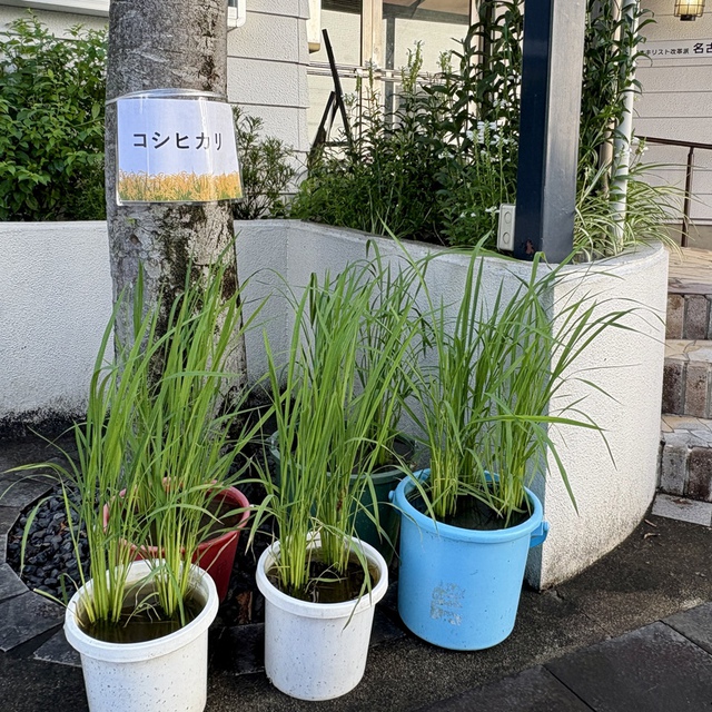 あなたは地に臨んで水を与え／豊かさを加えられます。神の水路は水をたたえ、地は穀物を備えます。（聖書　詩編65:10-11)

散歩中の方から、教会の前に置いた稲の品種は何ですかと聞かれる機会が何度かあり、コメの銘柄を表示。豊かな主の恵みを証しする道具としてますます用いてくださいますように。

猛暑の日々が始まりました。主が与えてくださった今日一日のみなさまの歩みが豊かに祝福されますように