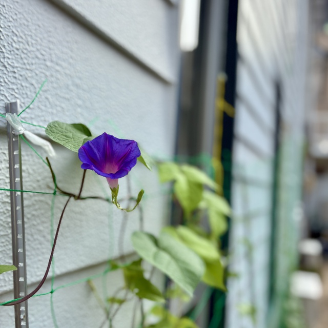 主の慈しみは決して絶えない。主の憐れみは決して尽きない。それは朝ごとに新たになる。（聖書　哀歌3:22-23)

このところの猛暑でびっくりしたのでしょうか、朝顔が例年より早く咲きだしました。朝ごとに花開く朝顔を見ながら哀歌の御言葉を思い巡らしています。

週後半の皆様の歩みを主が堅く守り、主の日の礼拝へと導いてくださいますように。