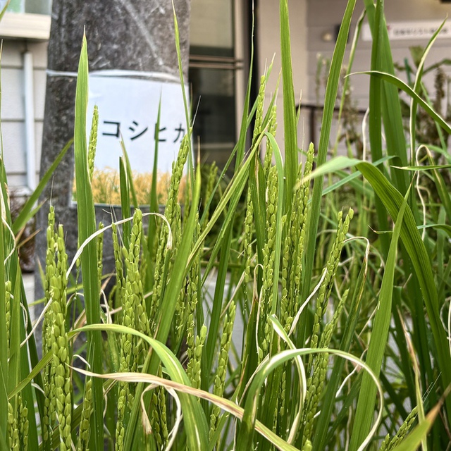 荒れ野よ、荒れ地よ、喜び躍れ／砂漠よ、喜び、花を咲かせよ／野ばらの花を一面に咲かせよ。花を咲かせ／大いに喜んで、声をあげよ。（聖書　イザヤ35:1-2)
教会の玄関は、次々の稲の穂が育ち豊かな実を待つばかりになりました。主の御業に感謝！
依然酷暑の続くみなさまの歩みを主が堅く支えてくださいますように。