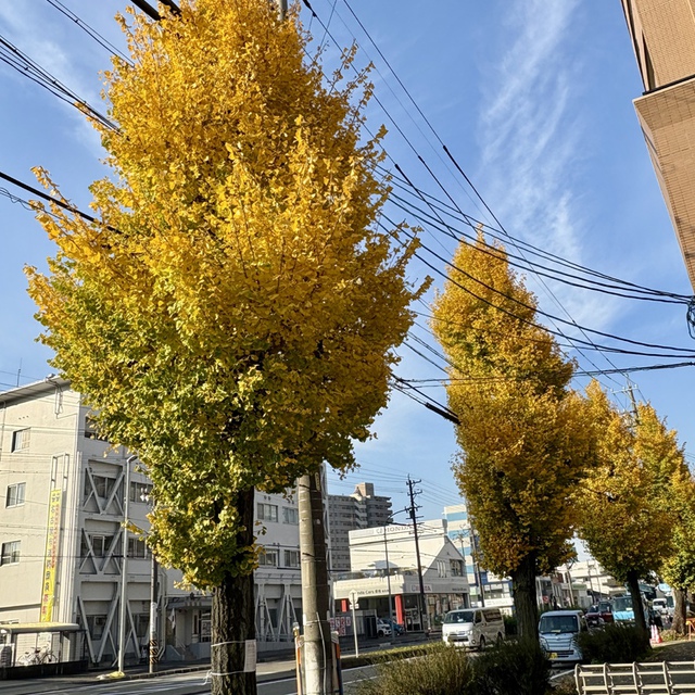 今日こそ主の御業の日。今日を喜び祝い、喜び躍ろう。（聖書　詩編118:24)

教会の近くの銀杏並木は今が盛り、鮮やかな黄色がまぶしいです。子どものころ落ち葉でトッポジージョをたくさん作ったのを思い出します。