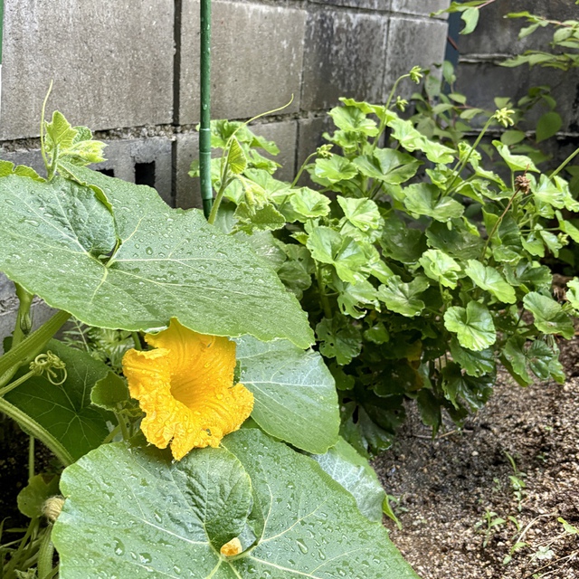 地におろしたその根が老い／幹が朽ちて、塵に返ろうとも、水気にあえば、また芽を吹き／苗木のように枝を張る（聖書　ヨブ14:8-9)。

教会の畑に肥料として埋めた生ごみにかぼちゃの種が混じっていたようです。大きな花を咲かせました。神様の造ったものって、すごいですね！