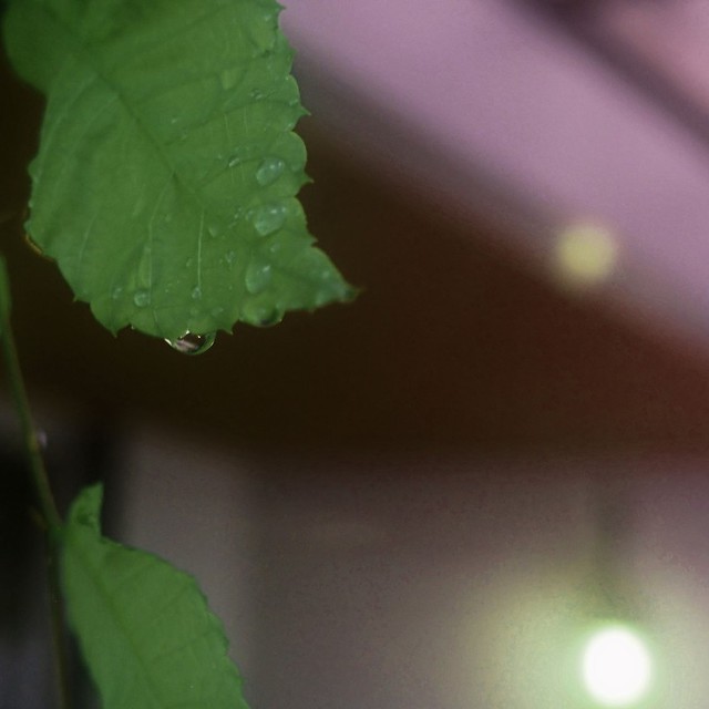 雨の朝です。教会の前に植えられている木の葉も、滴が絶え間なく落ちています。

****
「見よ、イスラエルを見守る方は／まどろむことなく、眠ることもない。 主はあなたを見守る方／あなたを覆う陰、あなたの右にいます方。」（聖書　詩編124：3-4）

今朝はこの御言葉に励まされて一日が始まりました。私は難しい本を開くと、5分で寝ちゃいます。困ったものです。