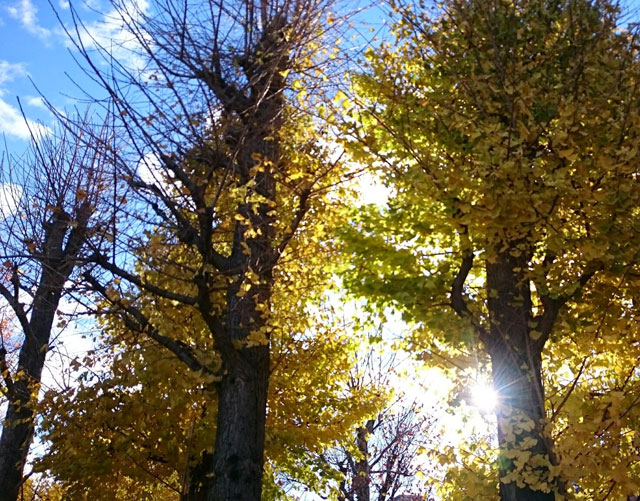 教会の近くにある緑豊かな公園。日曜朝の公園はとても過ごしやすいです。