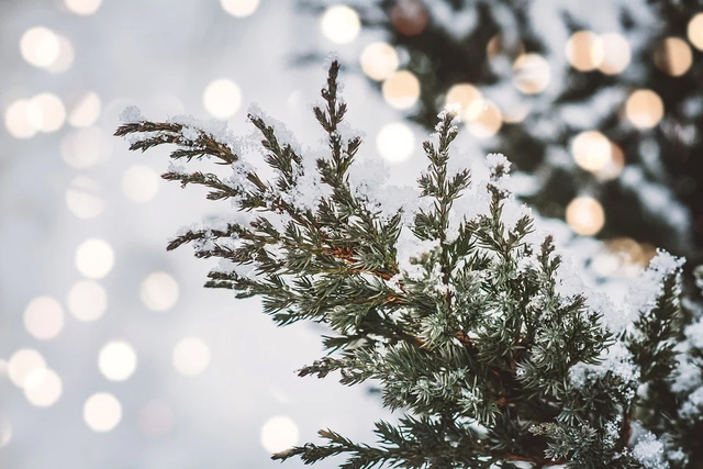 モリーさんの この一枚「アルバムに写真を掲載しました。」