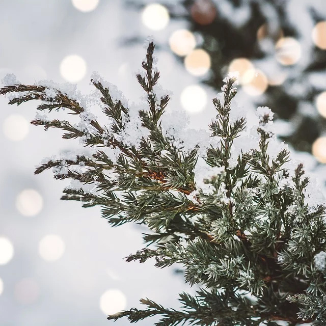 アルバムに写真を掲載しました。