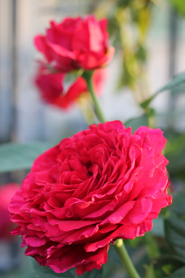nekoさんの この一枚「教会の花壇に赤い薔薇が今年も咲きました。<br>Tさんがいつも世話をしてくださっています。」