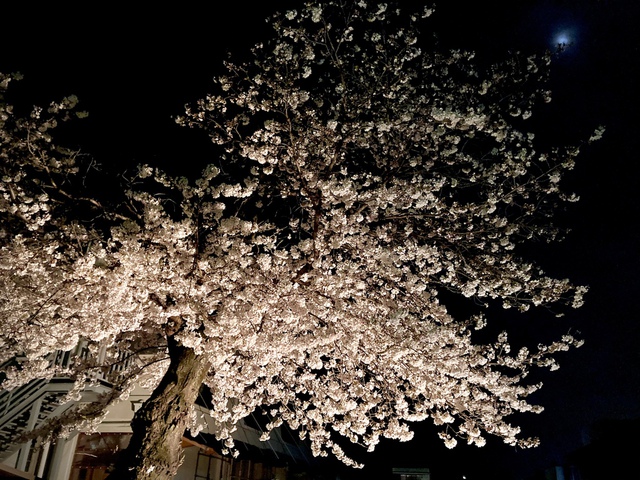 HASHITANI HIDENORIさんの この一枚「教会の桜の木  ライトアップしました」